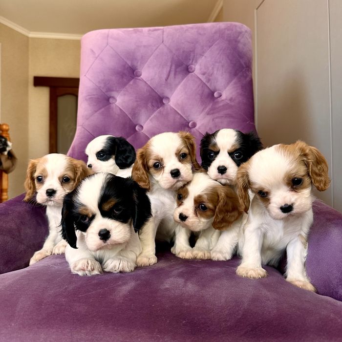 Щенки Кавалер Кинг Чарльз Спаниелей