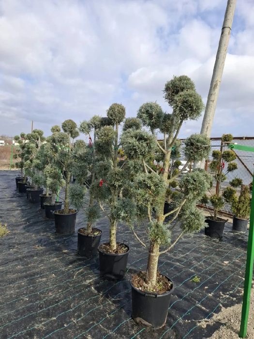 Plante ornamentale asiguram transport în toată tara