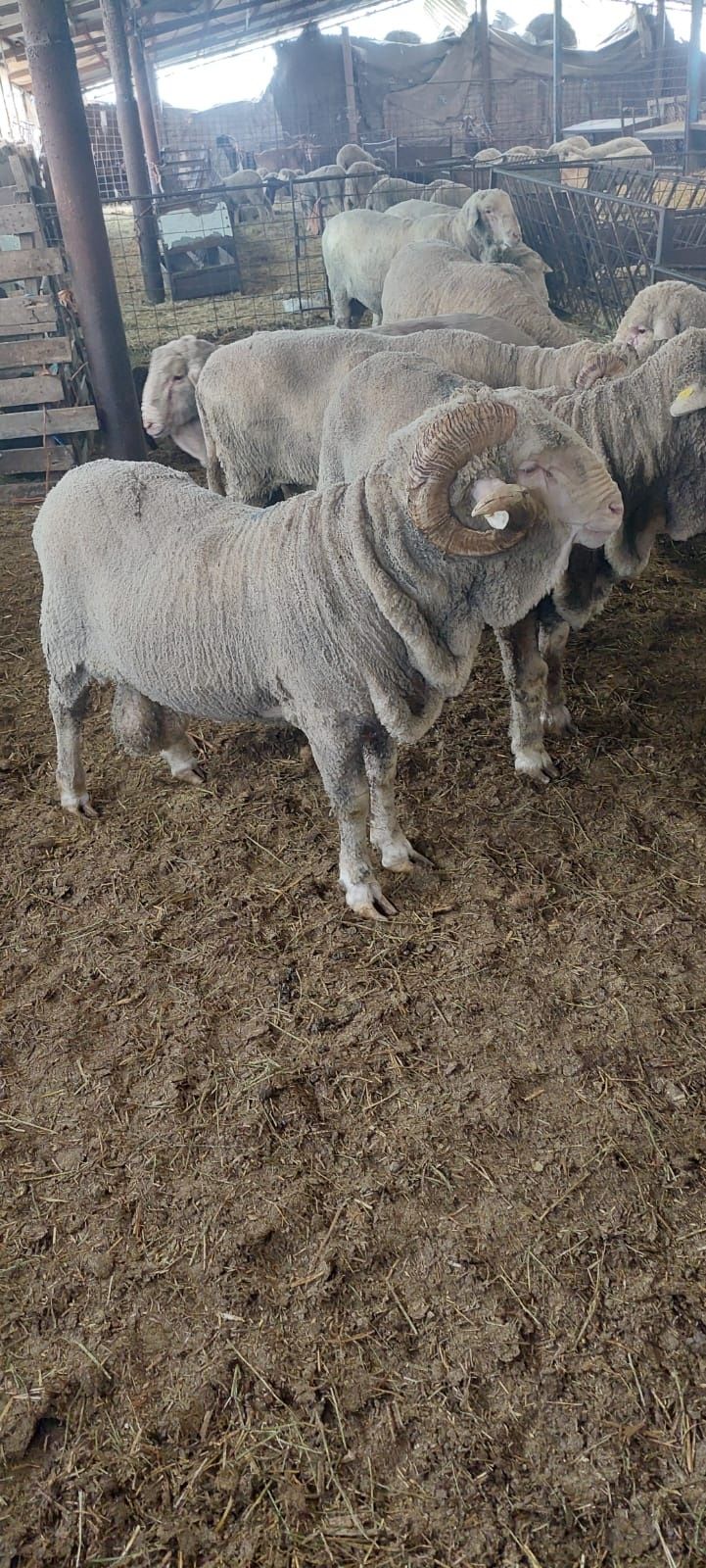 Vând berbeci merinos