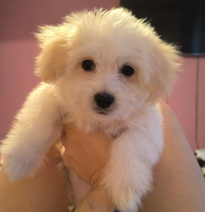 Bichon Maltese de vanzare