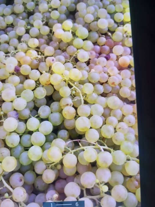 Vând struguri de vin productie 2025