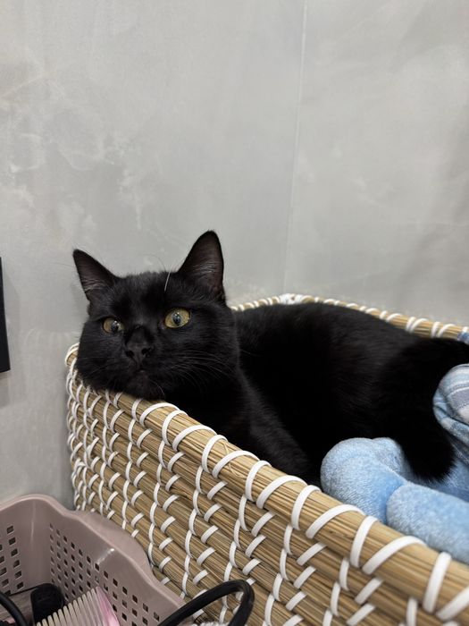 Отдам девятимесячного котёнка хорошие руки