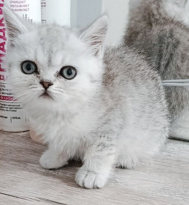 Shinshilla strayt akras tabbi