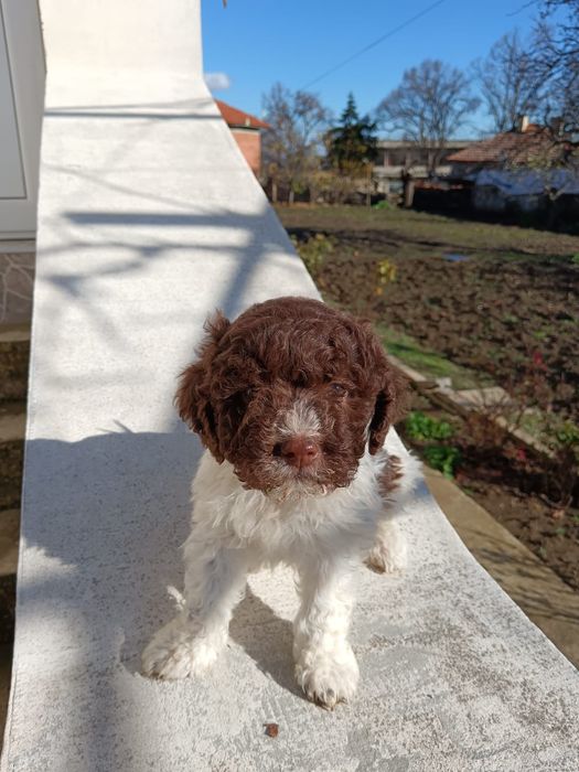 Лагото Романьоло