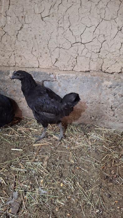 Uxeyleyuy tovuqlar sotiladi