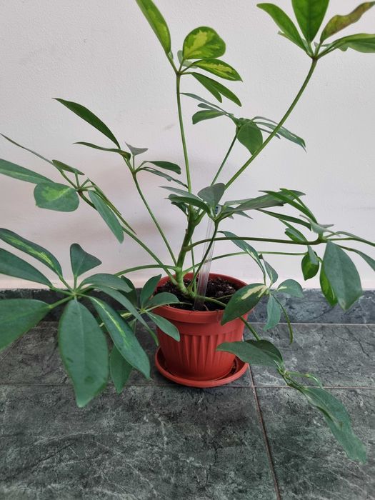 Цвете, домашно отгледано Шефлера