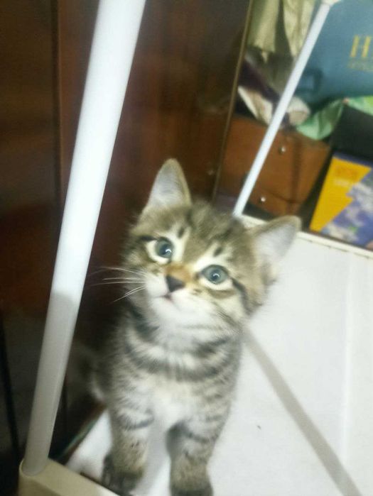 Отдам даром котят в хорошие добрые руки