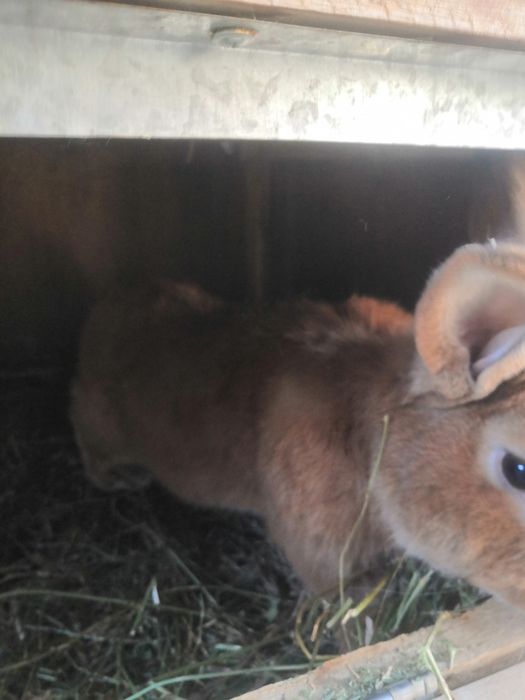 Куйон зотли эркак зотга