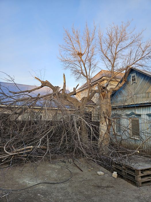 Дерево самовывоз