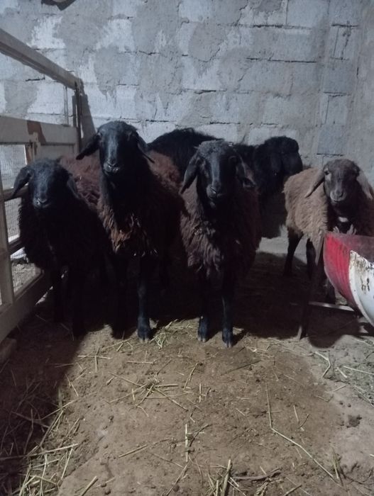 Животное бараны тухты кучкар