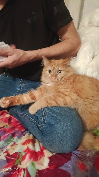 Отдам в добрые руки котика