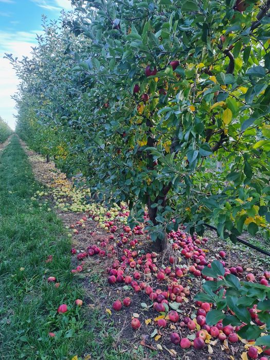 Vând mere de suc/consum