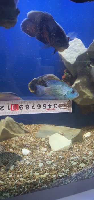 Продаются рыбки аквариумные