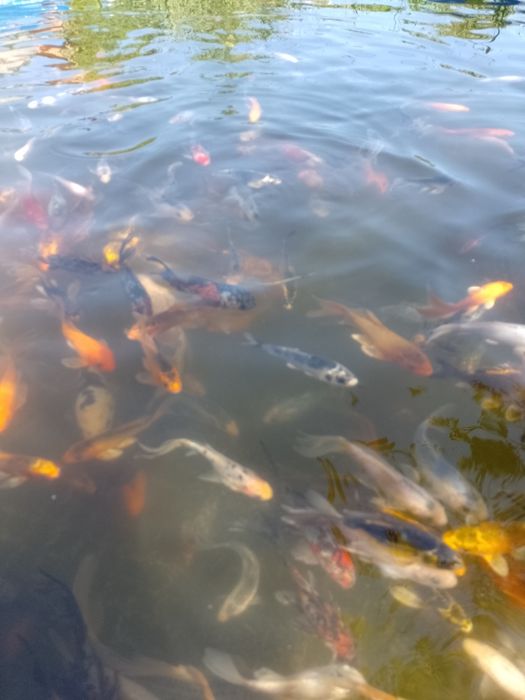 Crap koi , carași shubunkin,comete,trimit in toată țara !