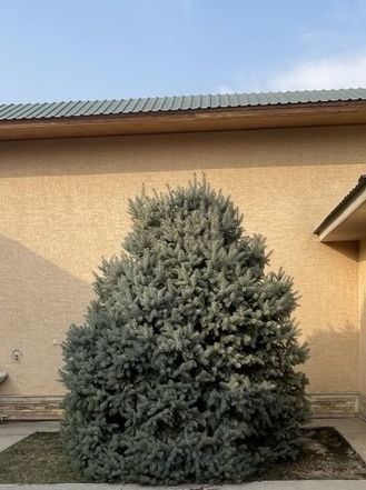 Голубые Ель, Арча живые 4-шт свои