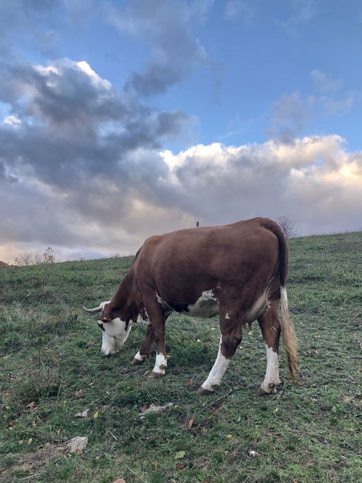 Vând Vacă Foarte Bună de Lapte și Foarte Frumoasă