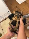 Vand puiuti Yorkshire Terrier Rasa pura