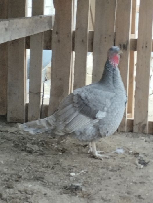 Аспидний индюк мекиени сатылады.