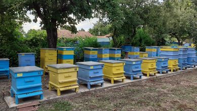 Пчелни отводки и рояци
