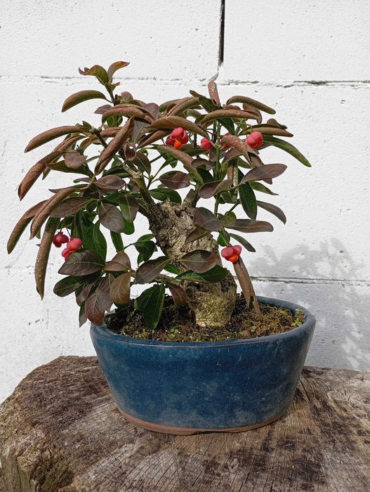 Pre-bonsai Euonymus Europaeus