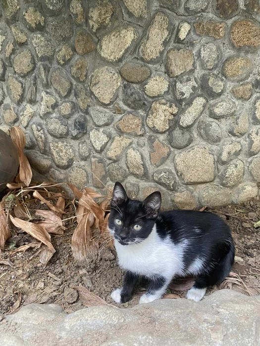 Прекрасни котета търсят дом