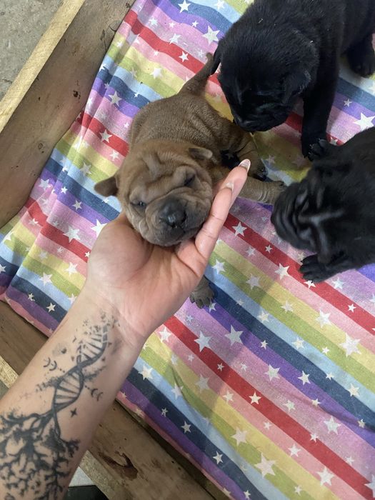 Catelusi shar pei in cautare de familii iubitoare