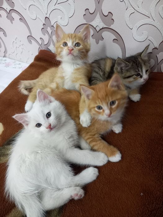 Продаются котята