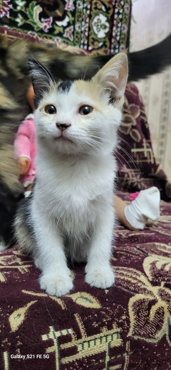 В хорошие руки котята игровые и ласковые