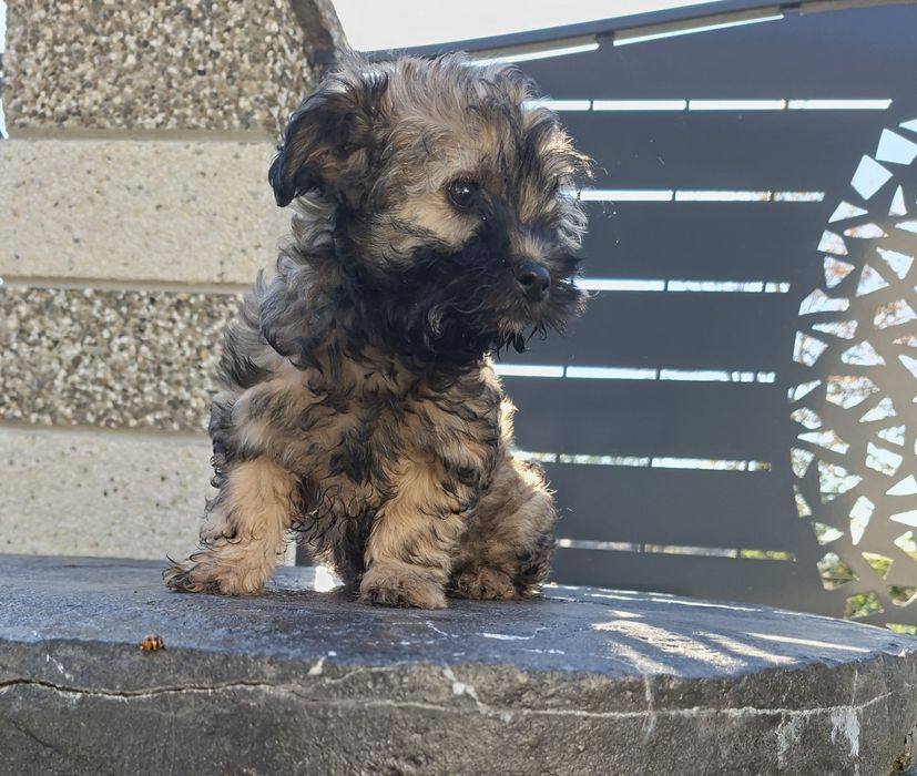 Bichon havanez disponibil