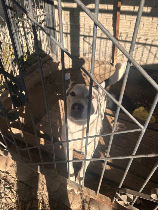 Отдам в добрые руки