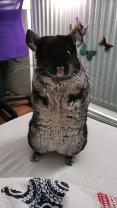 Chinchilla cu casuta si accesorii