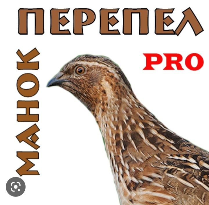 Bedana jòja xòrozlari bor