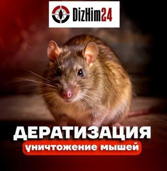 Дератизация мышей, крыс , таракан , блох , обработка сэс дезинфекция