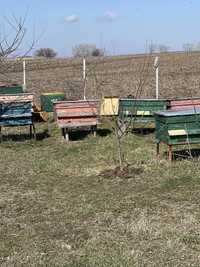 Vand familii de albine cu si fara cutie