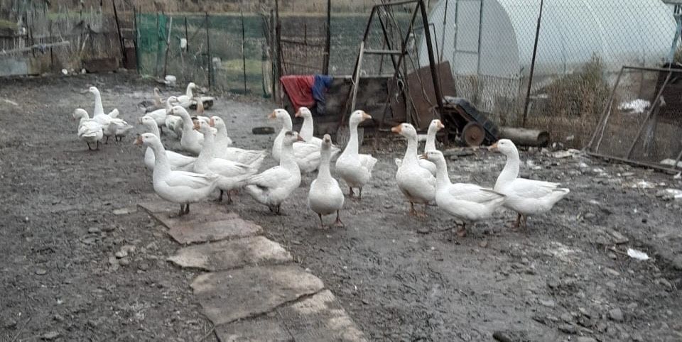 Гуси в продаже с пером самовывоз село Винное