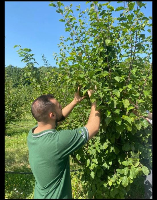 Servicii tăieri pomi, viță de vie, arbuști și arbori ornamentali