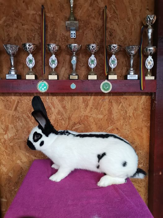 Iepuri Uriaș Pestriț German