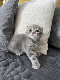 Femela Scottish fold