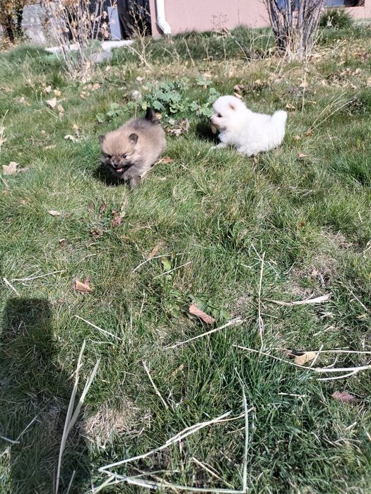 Продам микроскопических померанских шпицулек, пушистое облачко счастья