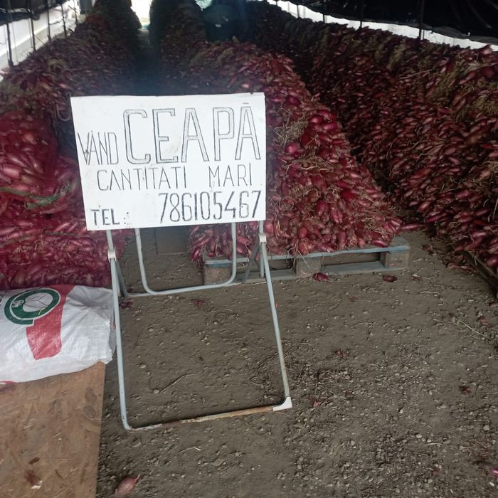 Vând ceapă roșie de apa, cantități mari!
