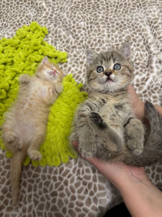 Skottish shinshilla sotiladi