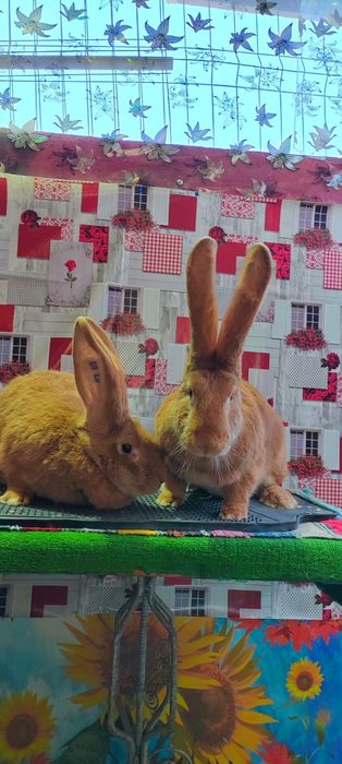 Iepuri din rasa Uriaș German Galben