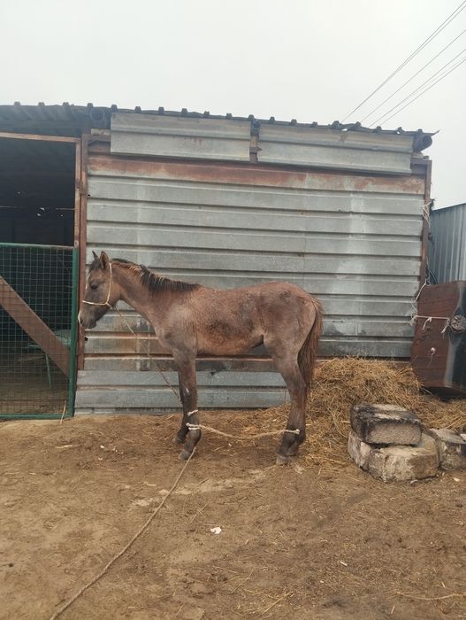 Еркек жабағы сатылады