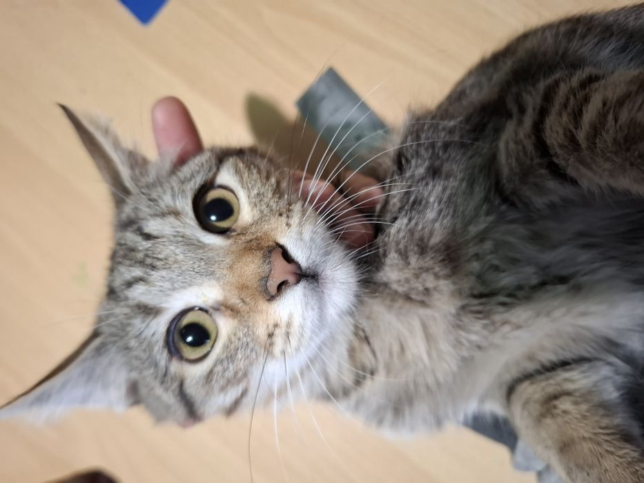 Подарявам 4 месечна женска котка