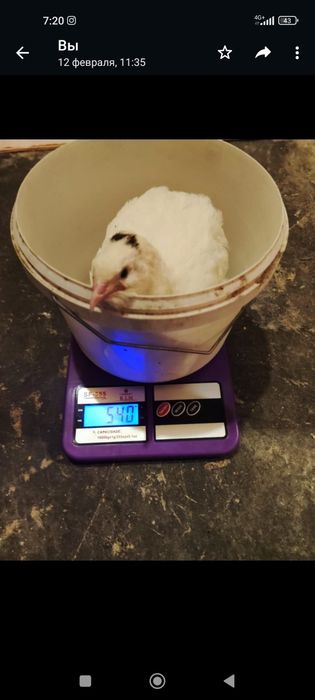 Инкубационные яйца,перепелки Московский Великан(Дмитриевская порода)