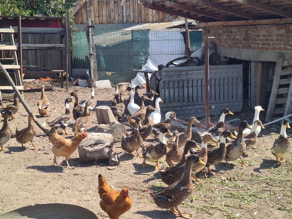 Vând rate românești de curte