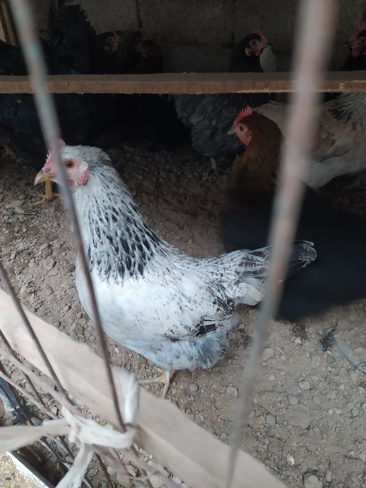 Assalomu alaykum yapon choynak tovuqlar bor.