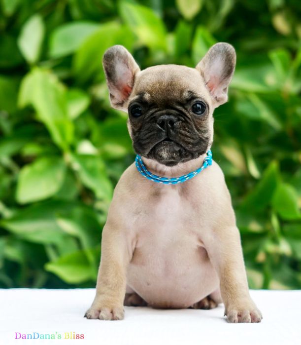 Bulldog francez bej cu pedigree - baietel