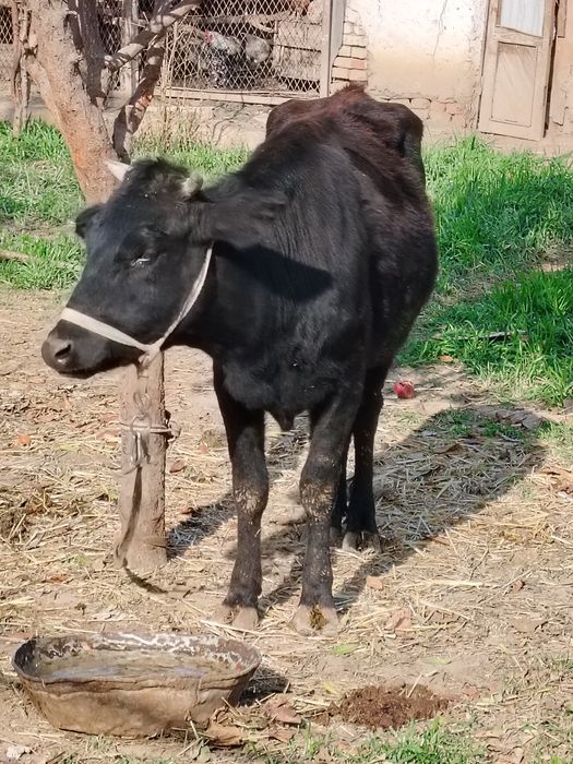 Сигир сотилади. Согиладиган