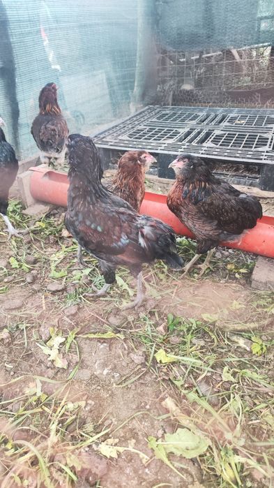 Cocos araucana din iunie